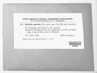Connopus acervatus image